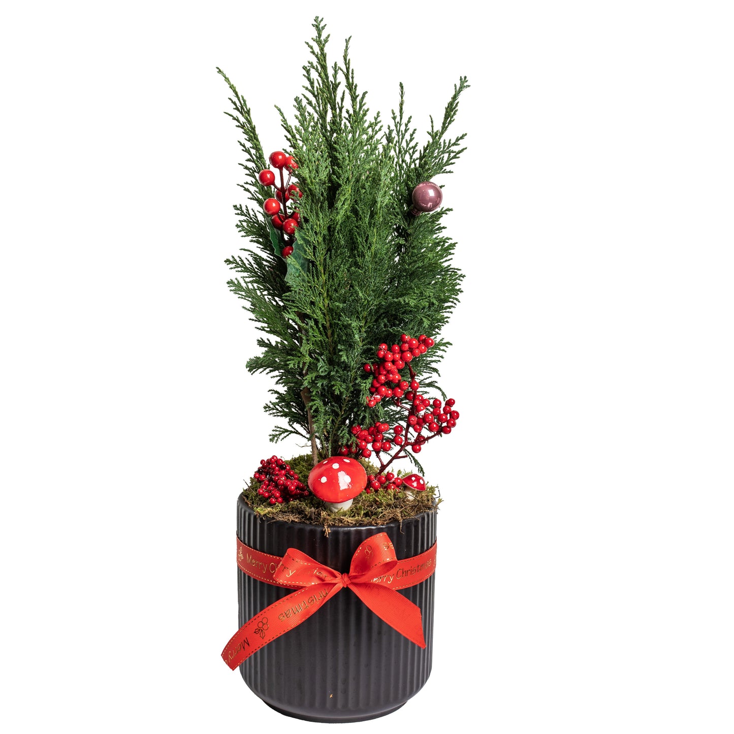 Χριστουγεννιάτικο Δέντρο σε Πήλινο Γλάστρα