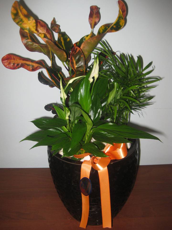 Decorative Plants 3 - #bluegardenflowers#
