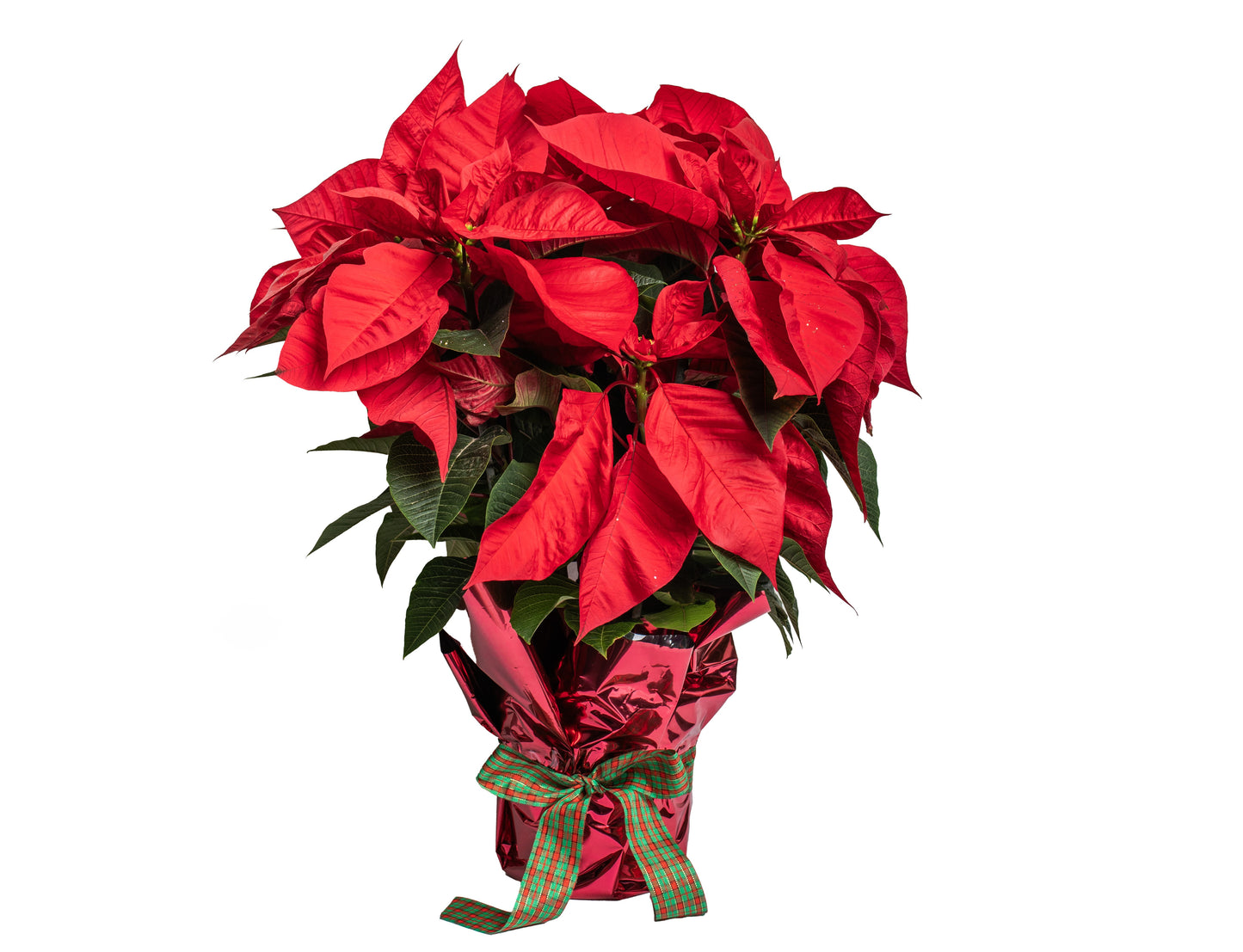 Poinsettia Plan