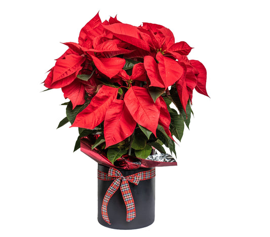 Растение пуансеттия в контейнере