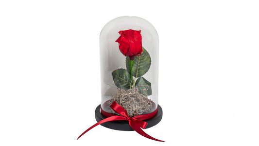 1 Long Lasting Red Rose in Glass Contrainer