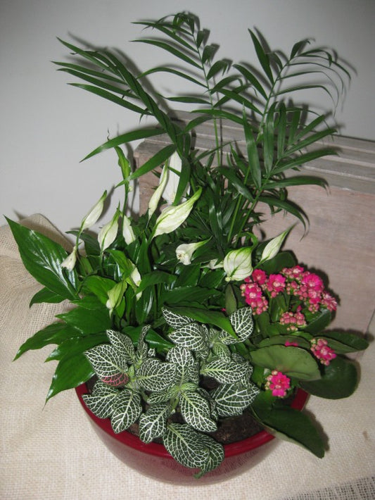 Decorative Plants 21