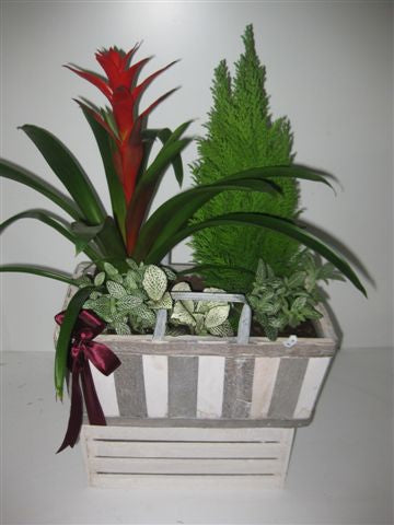 Decorative Plants 26