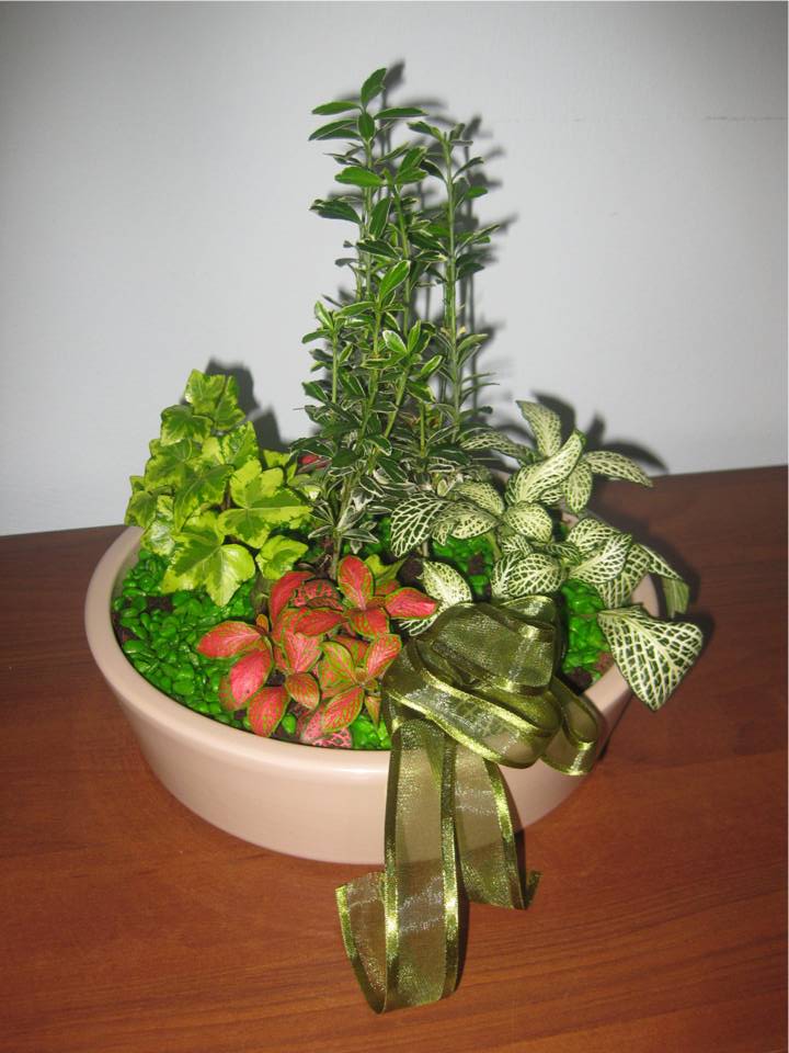 Decorative Plants 2