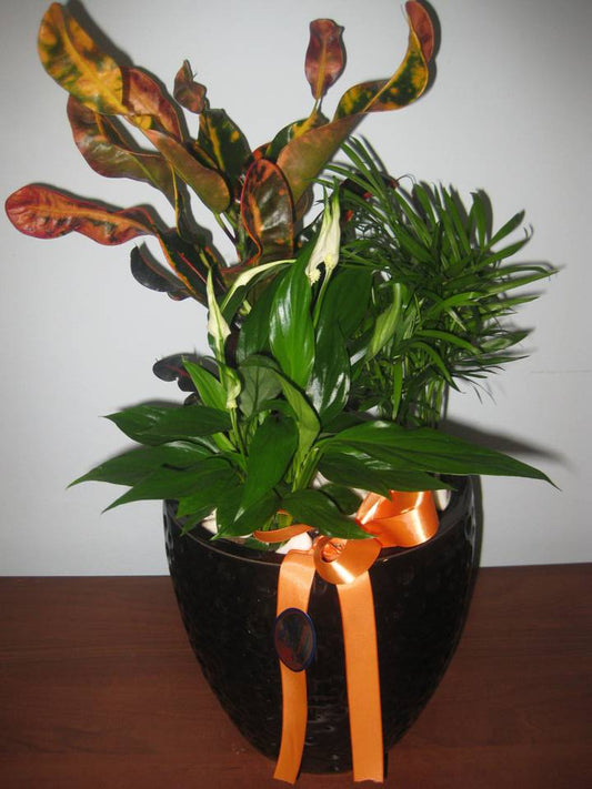 Decorative Plants 3