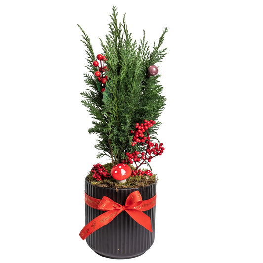 Рождественская елка в глиняном горшке