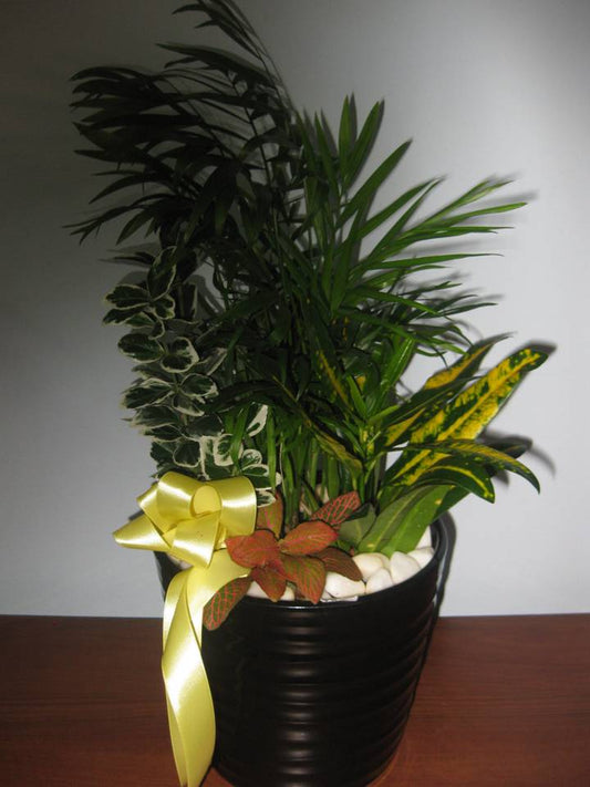 Decorative Plants 8