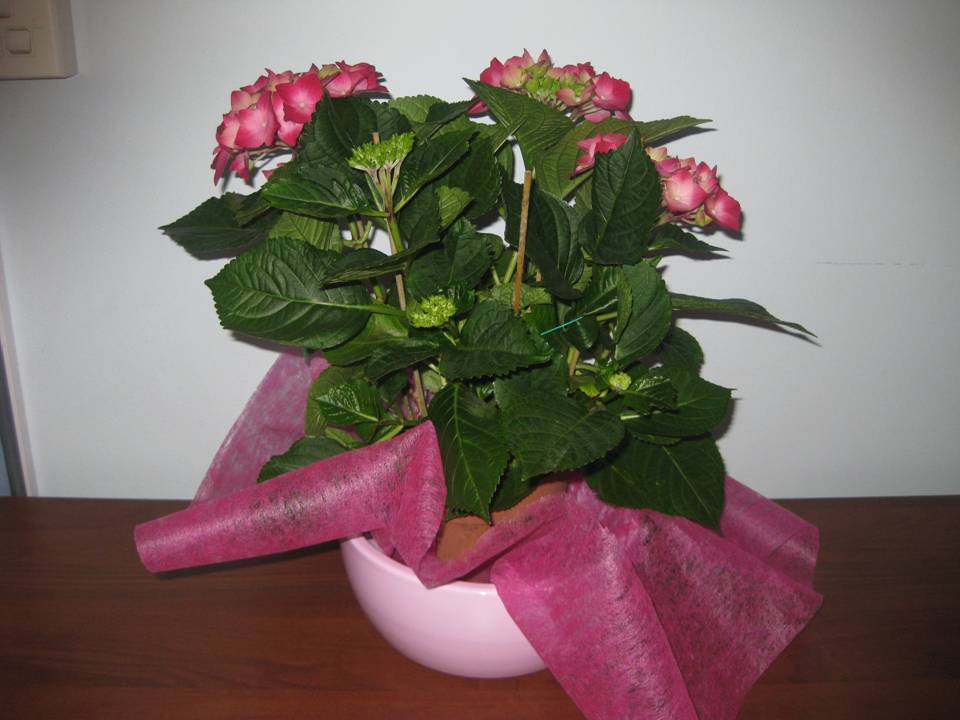 Decorative Plants 9