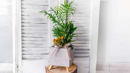 Basket With Ornamental Plants