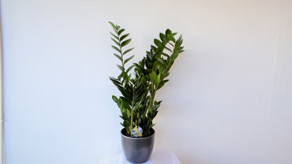 Zamia in a Container