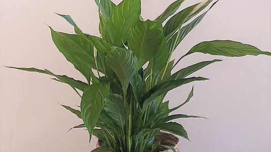 Spathiphyllum in a container